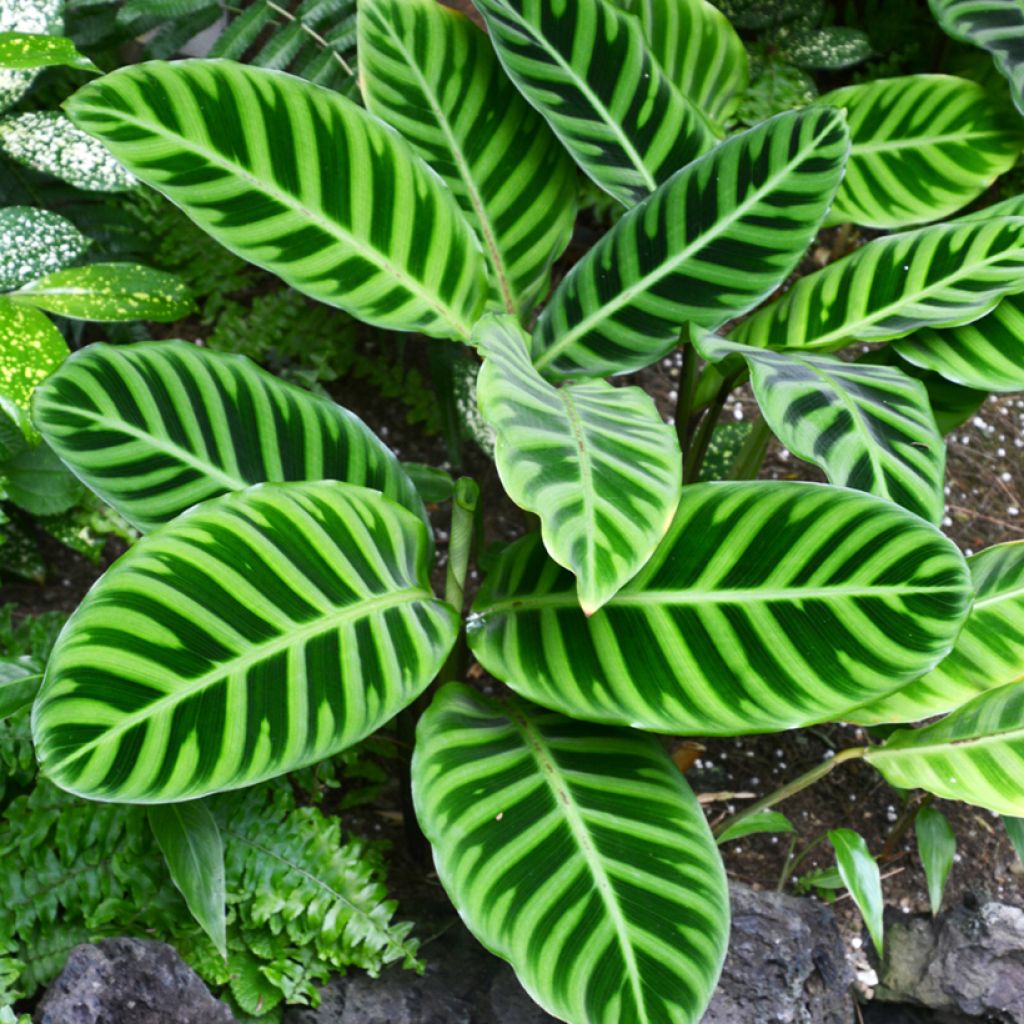 Calathea zebrina - Zebra Plant