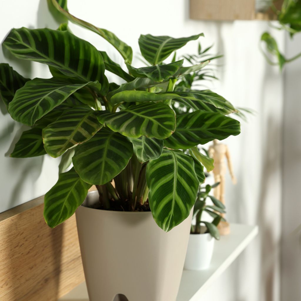 Calathea zebrina - Zebra Plant