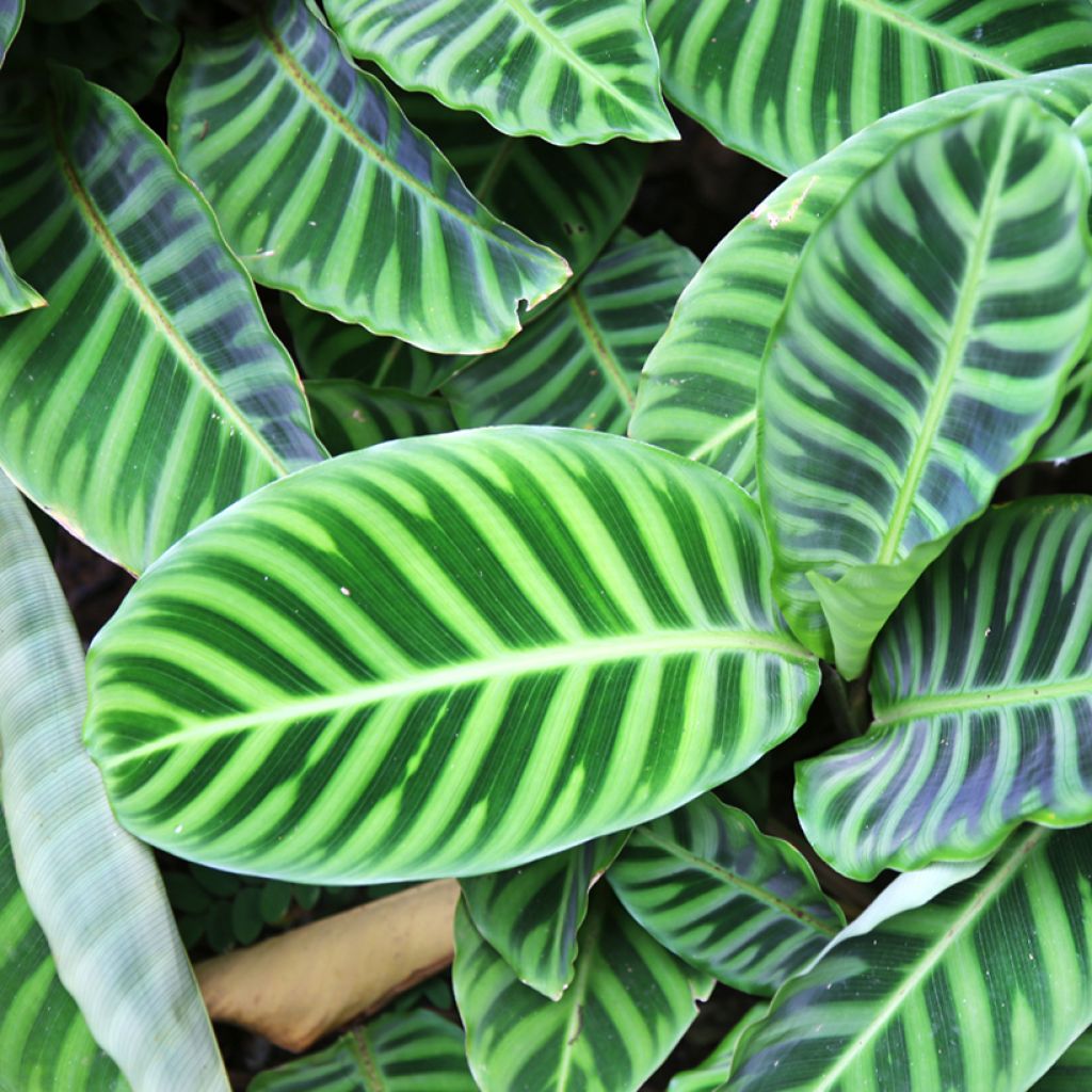 Calathea zebrina - Zebra Plant