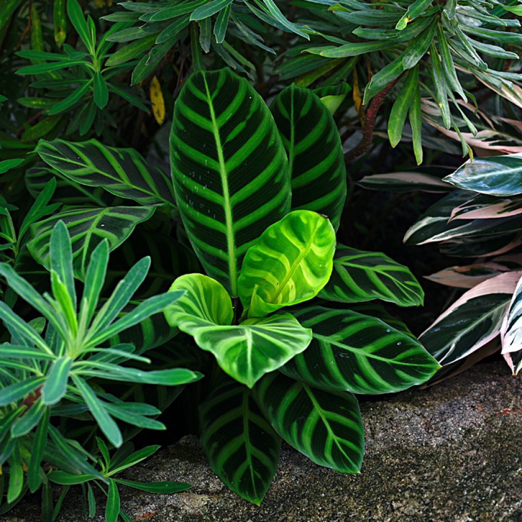 Calathea zebrina - Zebra Plant
