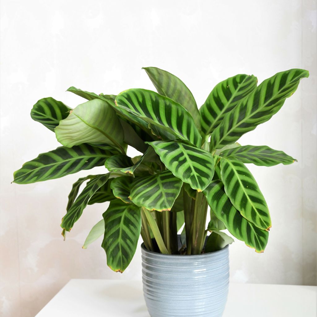 Calathea zebrina - Zebra Plant