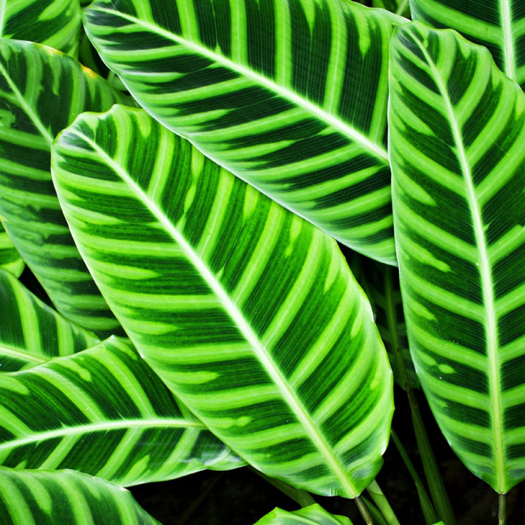 Calathea zebrina - Zebra Plant