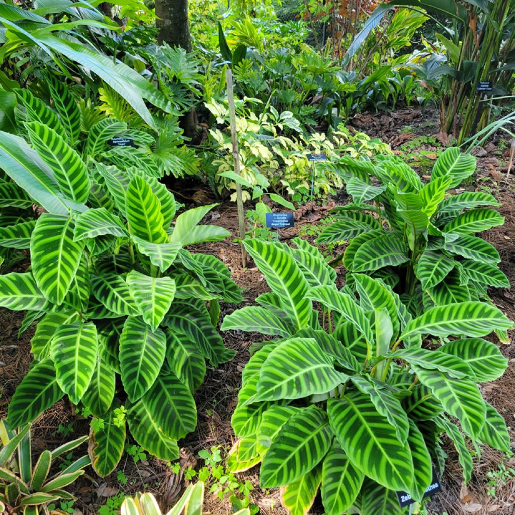 Calathea zebrina - Zebra Plant
