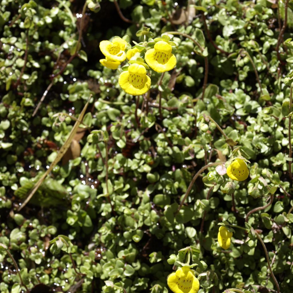 Calceolaire, Calceolaria tenella