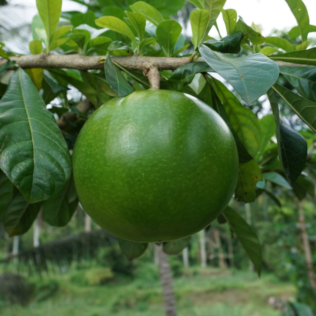 Lagenaria siceraria - seeds