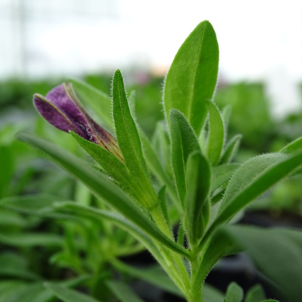 Calibrachoa Superbells Unique Blue Violet - Mini-Petunia