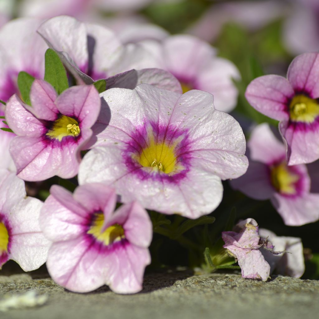 Calibrachoa Noa Princess - Trailing Petunia