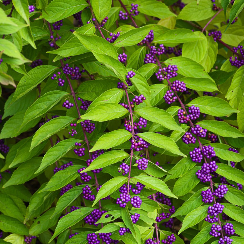 Callicarpa dichotoma