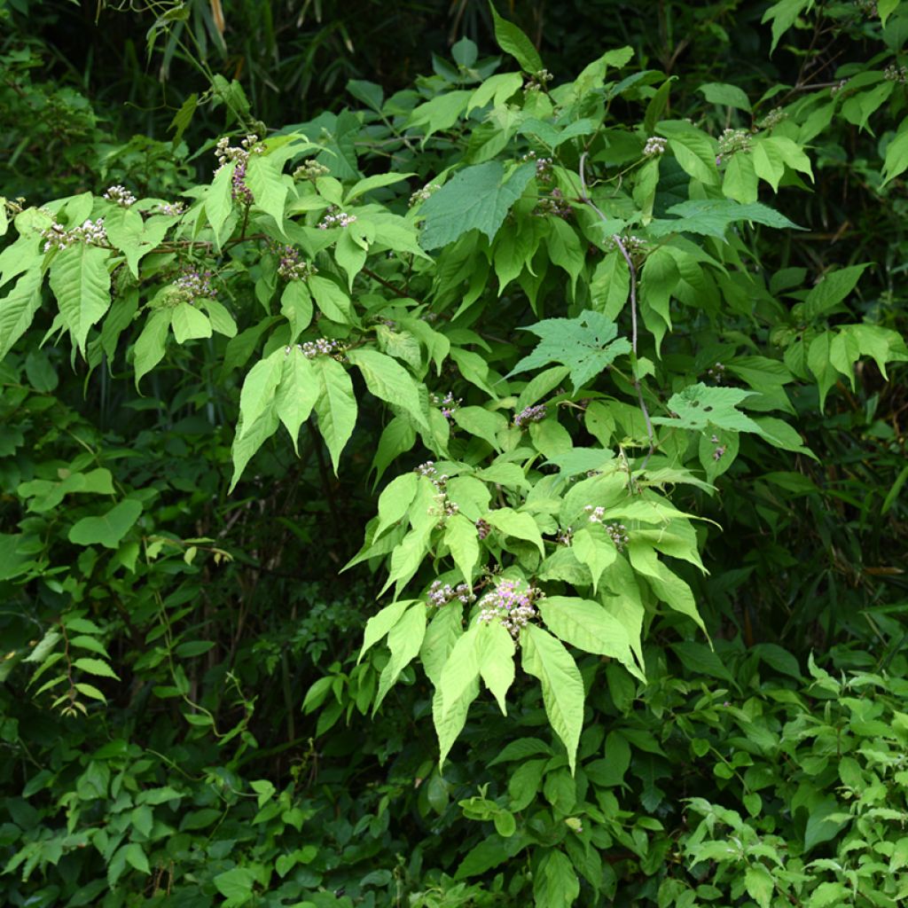 Callicarpa japonica