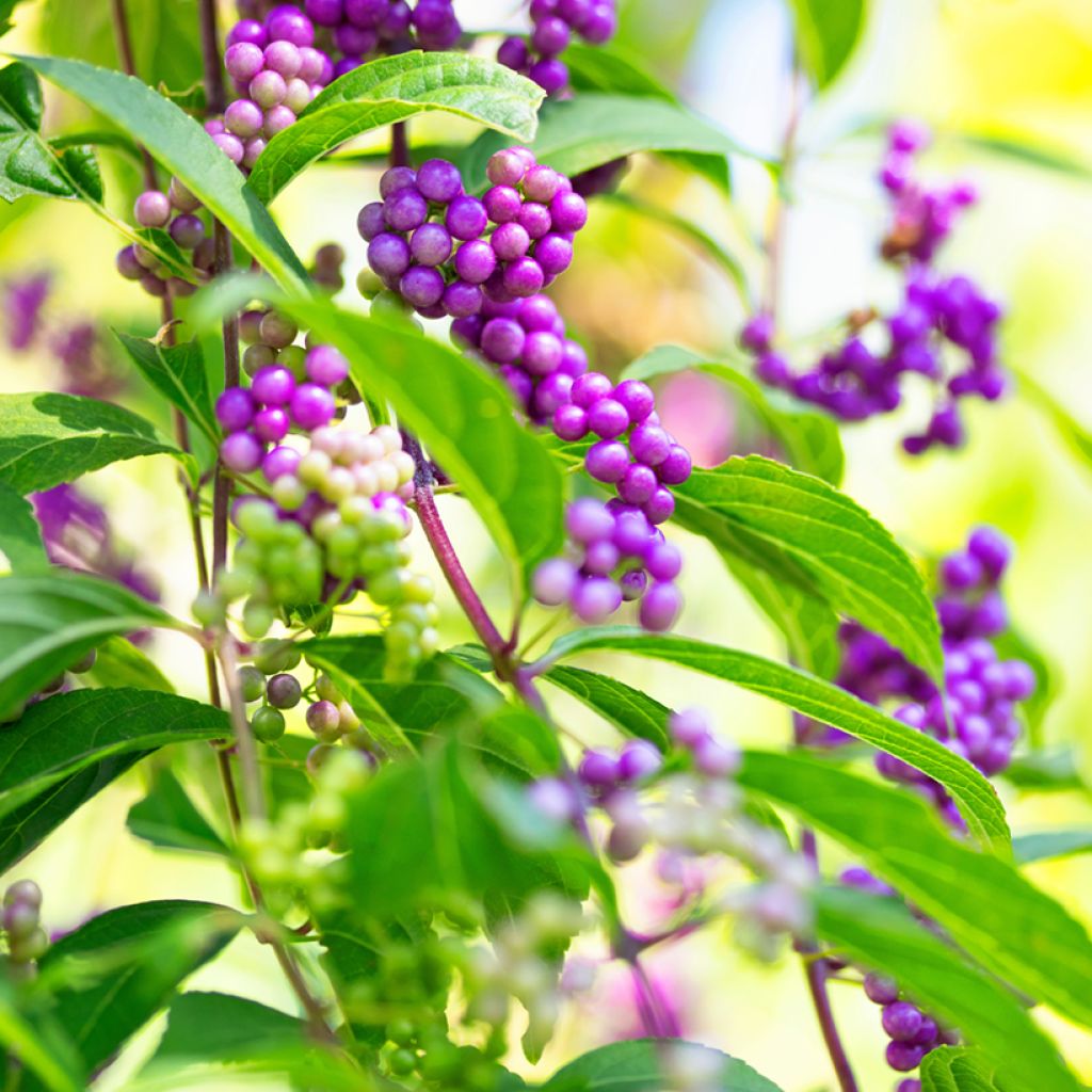 Callicarpa japonica