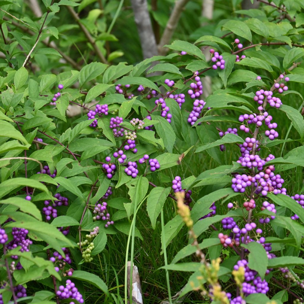 Callicarpa japonica