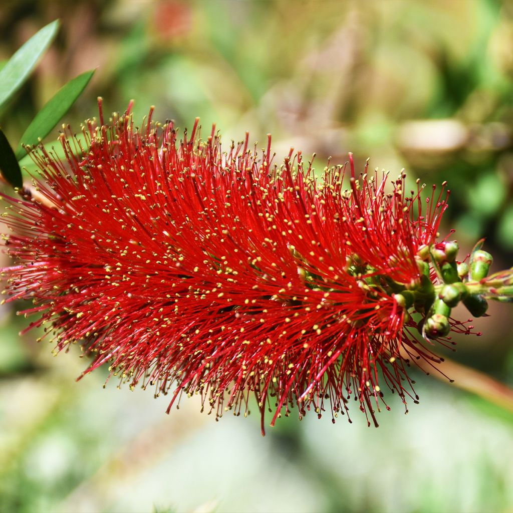 Callistemon Woodlanders Hardy