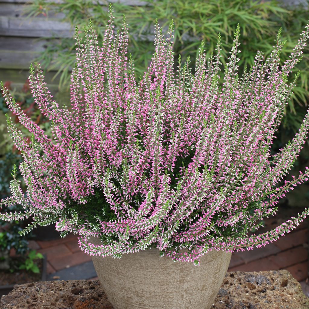 Calluna vulgaris Garden Girls Angie - Heather