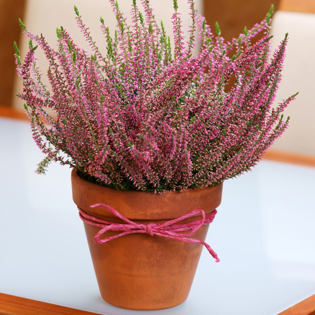 Calluna vulgaris Garden Girls Angie - Heather