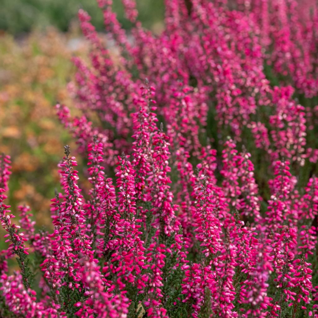 Calluna vulgaris Garden Girls Athene - Heather