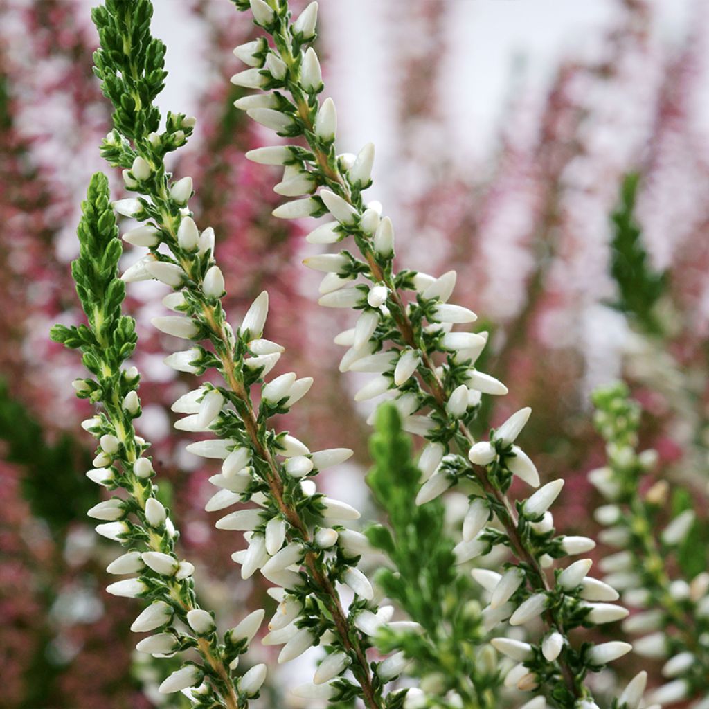 Calluna vulgaris Garden Girls Helena - Heather