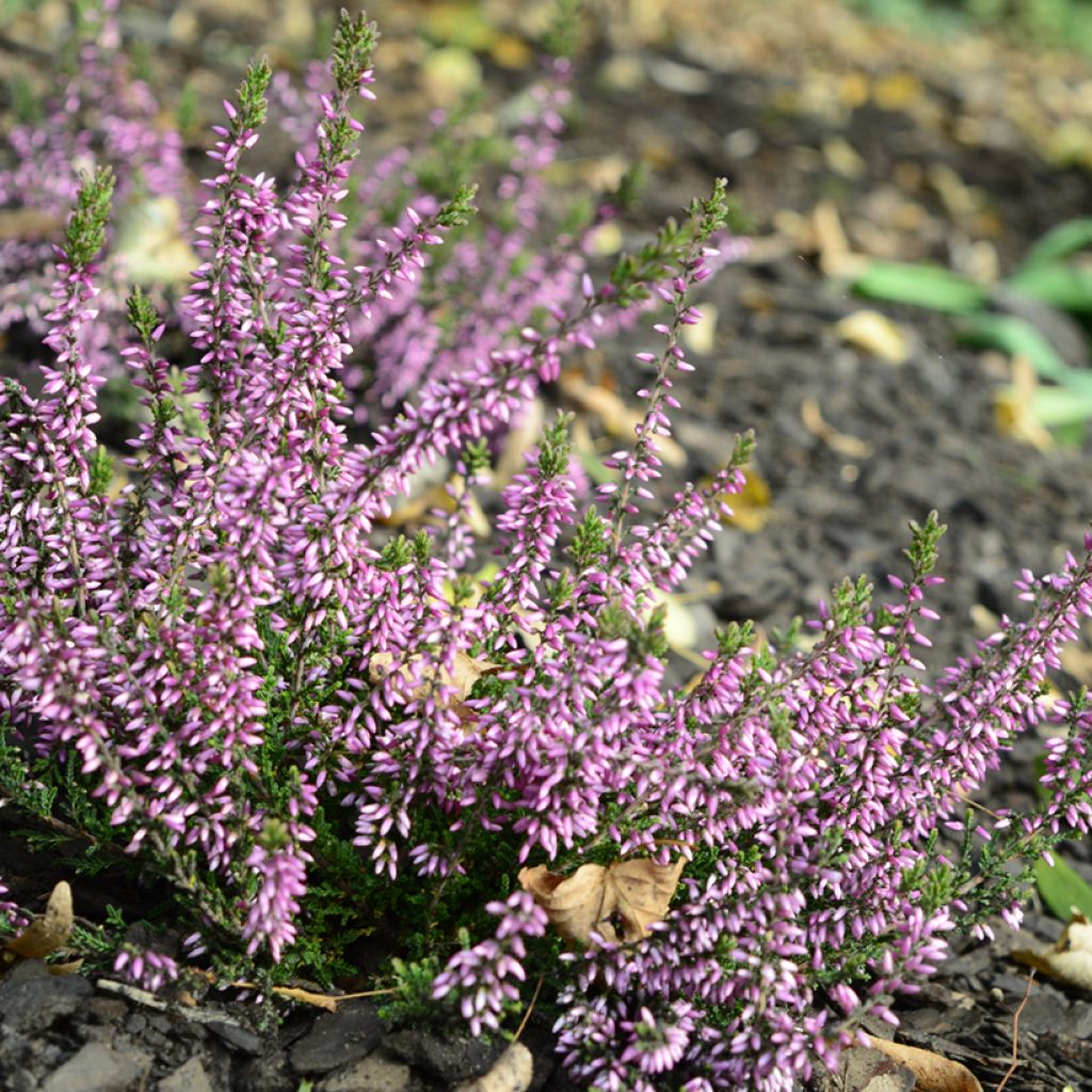 Calluna vulgaris Garden Girls Lena - Heather