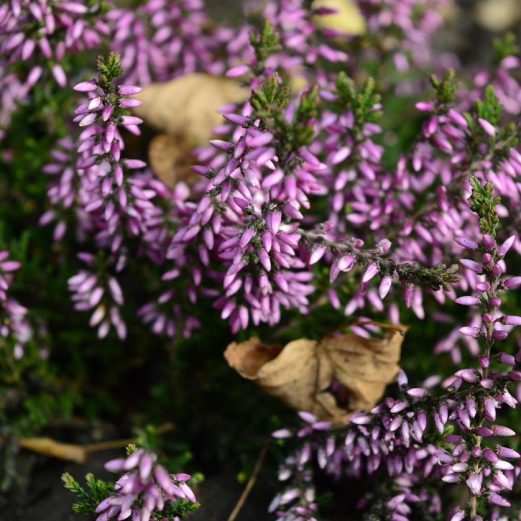 Calluna vulgaris Garden Girls Lena - Heather