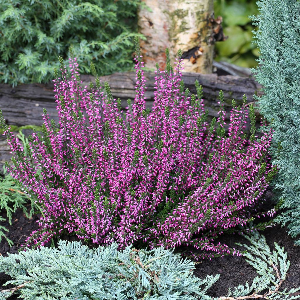 Calluna vulgaris Garden Girls Lilli - Heather