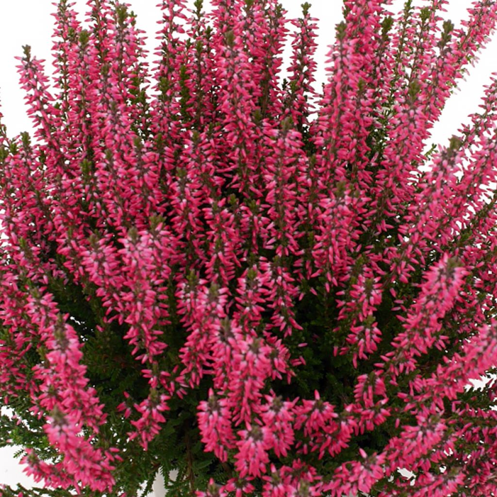 Calluna vulgaris Garden Girls Lioba - Heather