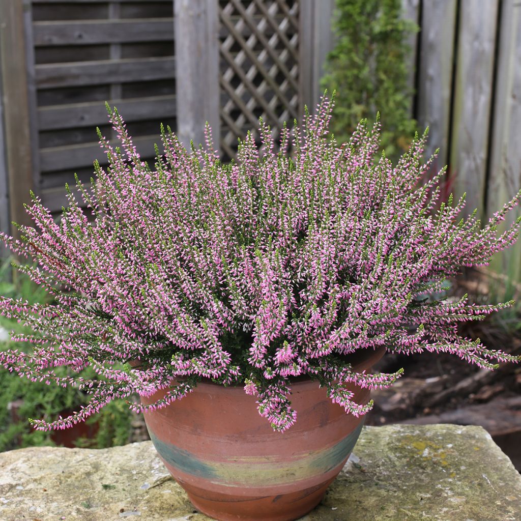 Calluna vulgaris Garden Girls Pink Angie - Heather