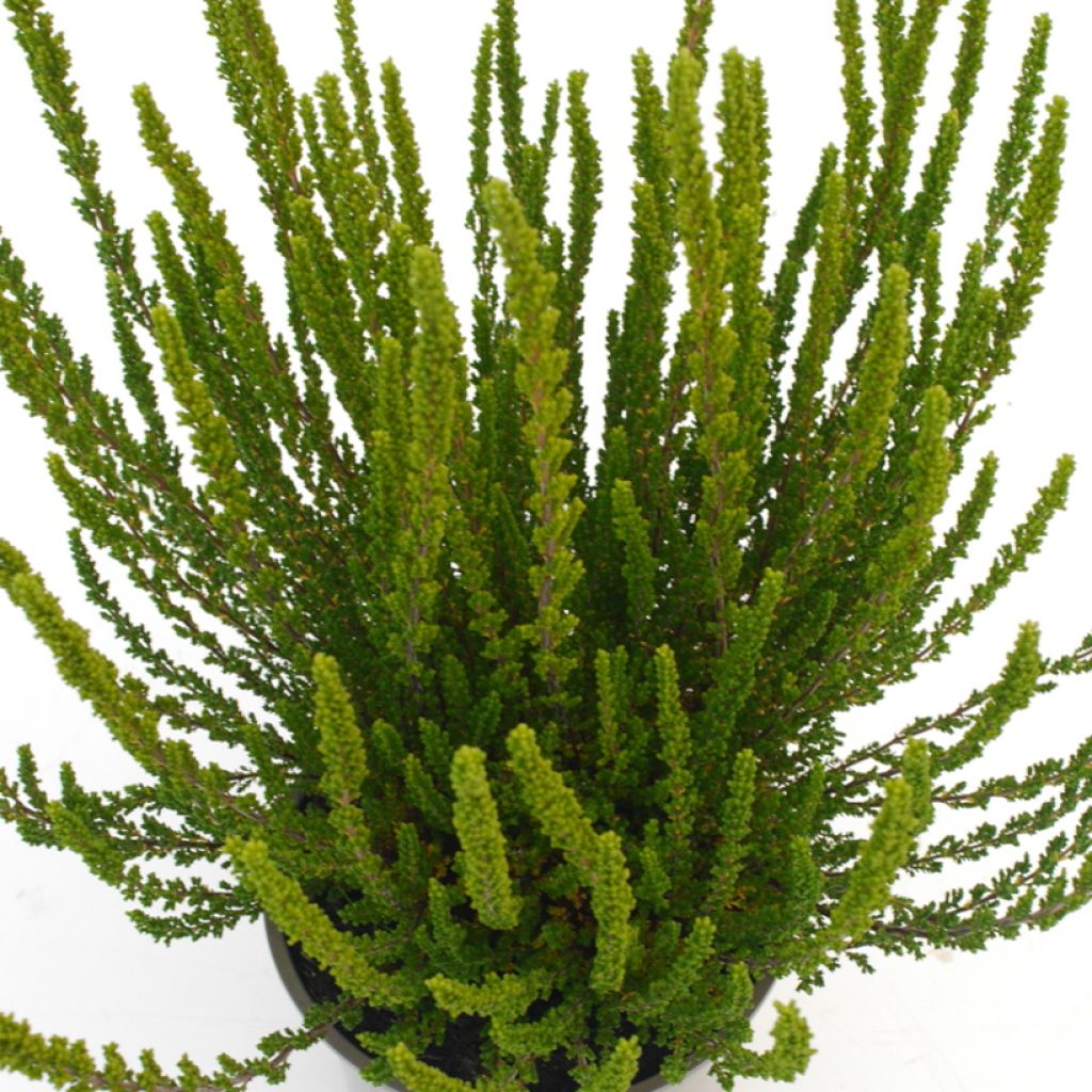 Calluna vulgaris Garden Girls Zelia - Heather