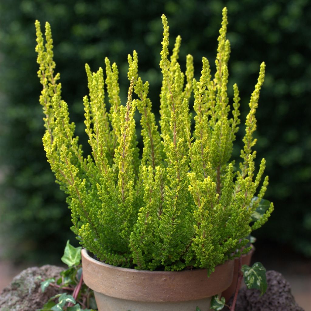 Calluna vulgaris Garden Girls Zeta - Heather