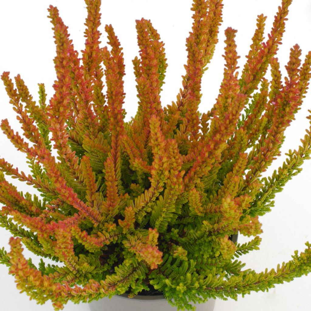 Calluna vulgaris Garden Girls Zoe - Heather