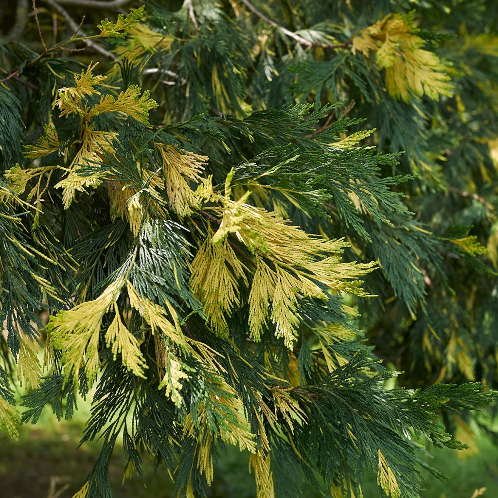 Calocedrus decurrens Aureovariegata - California incense cedar