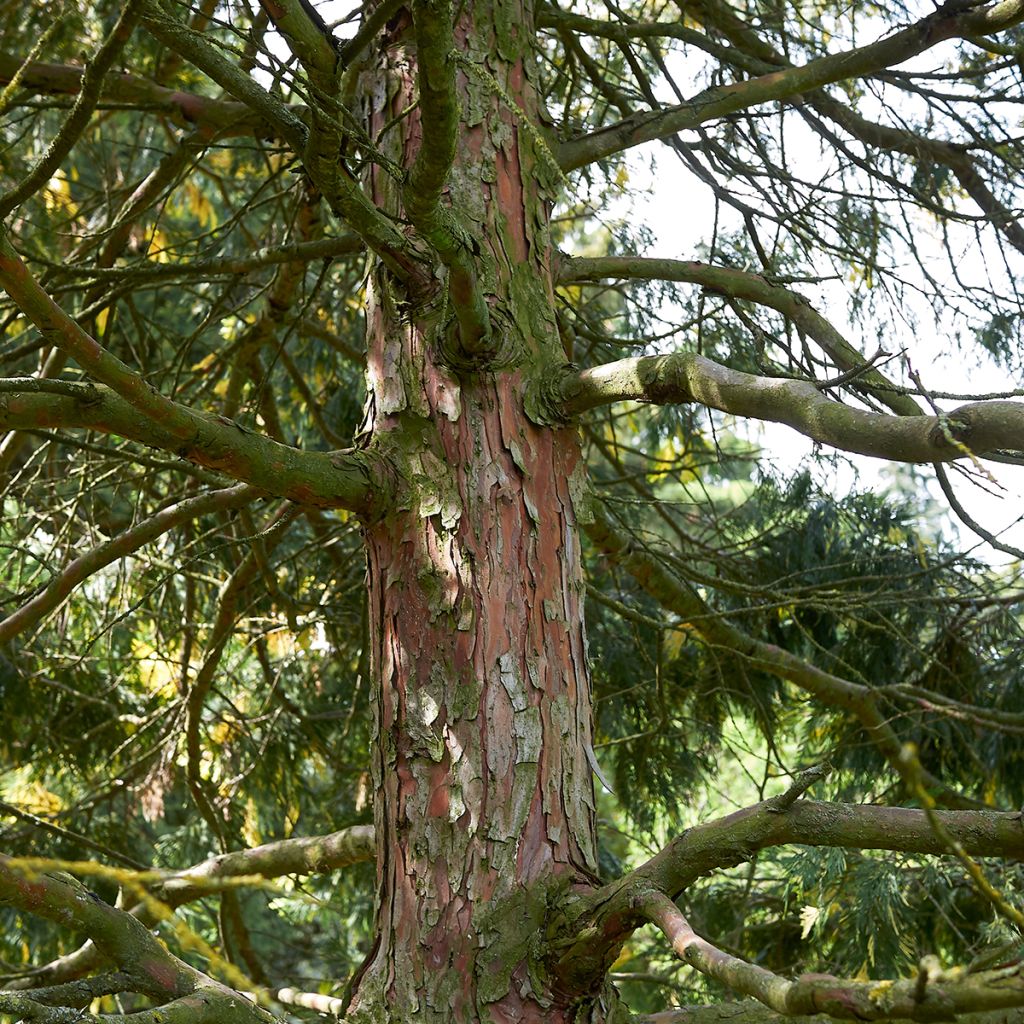 Calocedrus decurrens Aureovariegata - California incense cedar