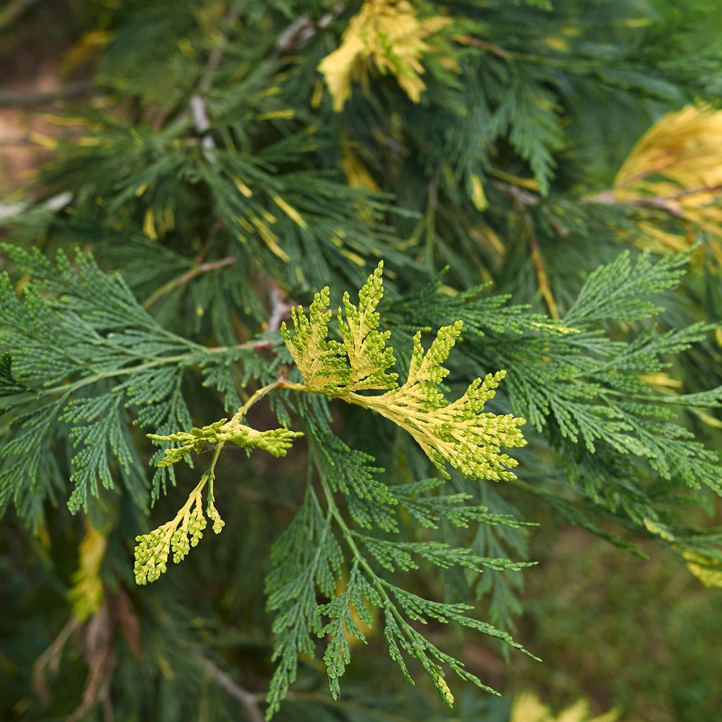 Calocedrus decurrens Aureovariegata - California incense cedar