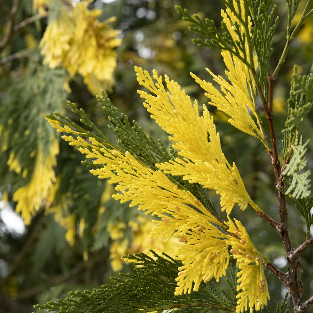 Calocedrus decurrens Aureovariegata - California incense cedar