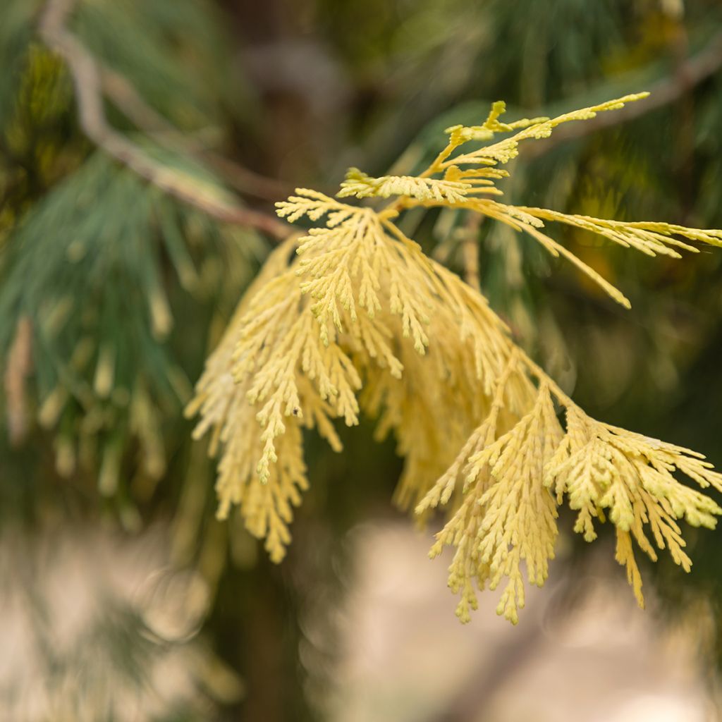 Calocedrus decurrens Aureovariegata - California incense cedar