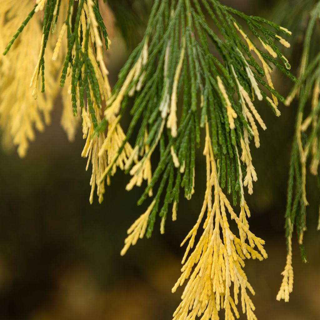 Calocedrus decurrens Aureovariegata - California incense cedar