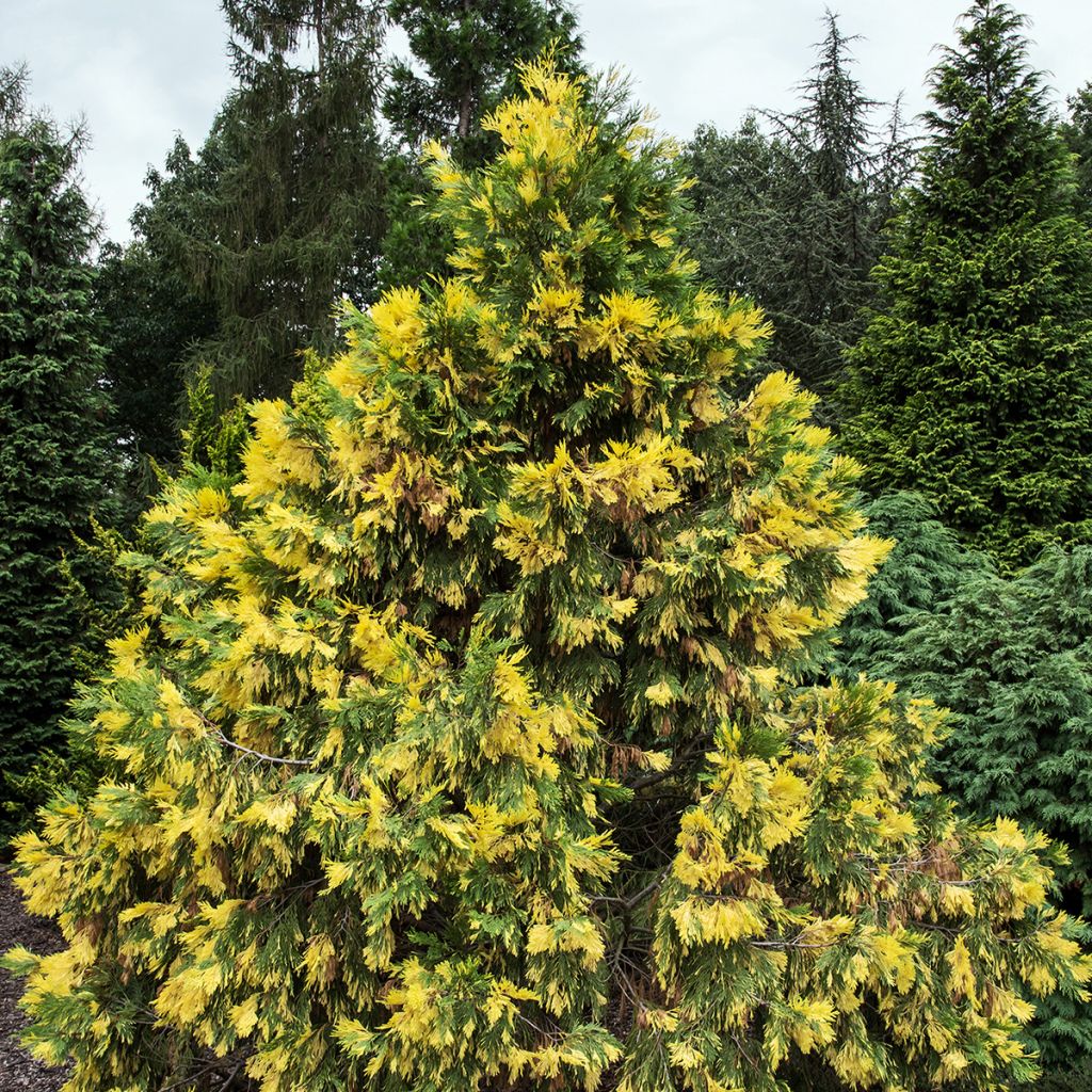 Calocedrus decurrens Aureovariegata - California incense cedar