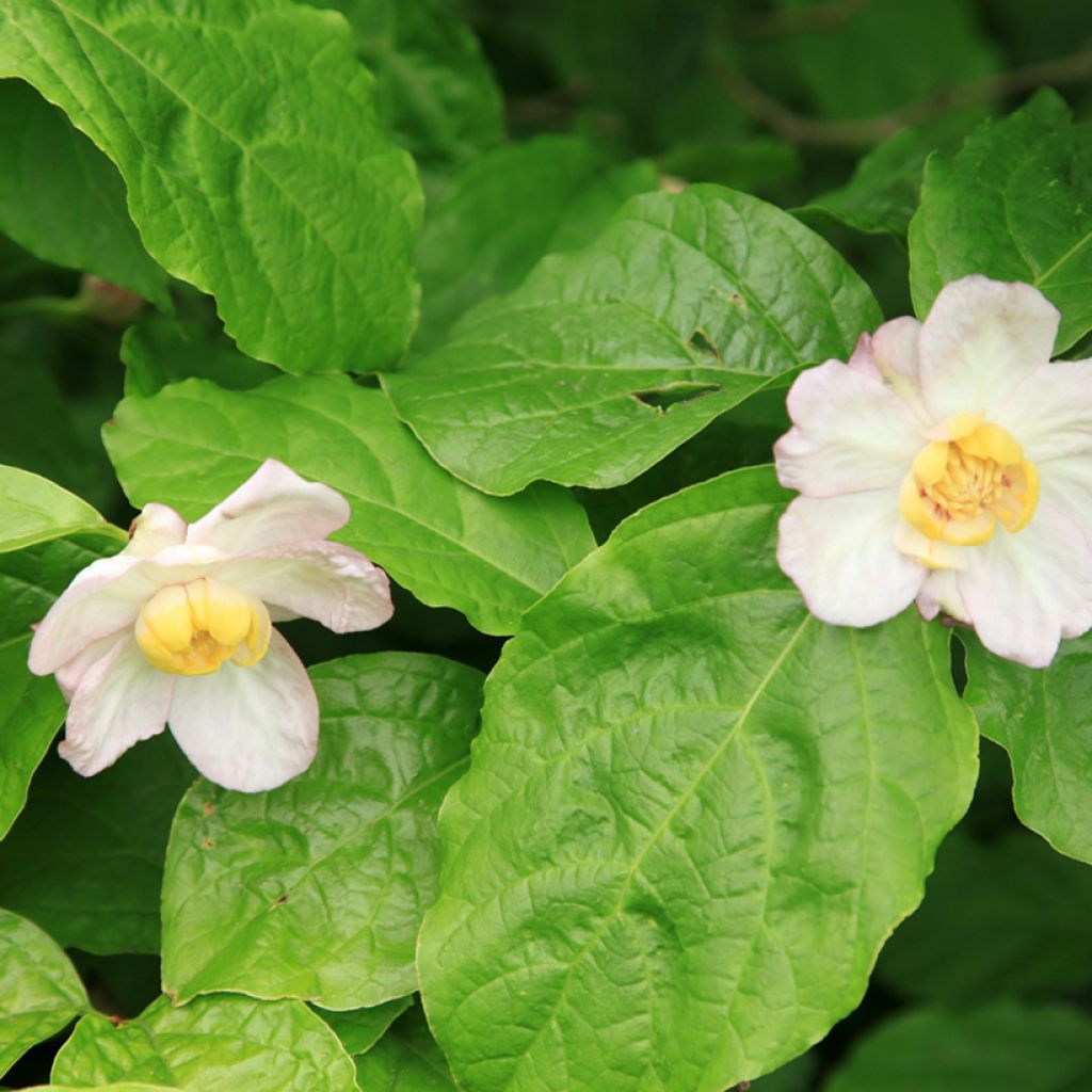 Calycanthus chinensis - Sweetshrub