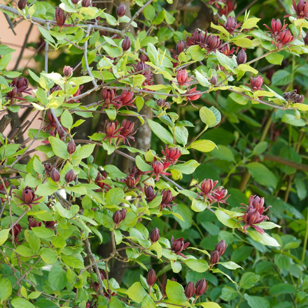 Calycanthus floridus - Sweetshrub