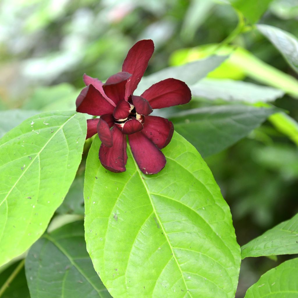 Calycanthus raulstonii Hartlage Wine- Sweetshrub