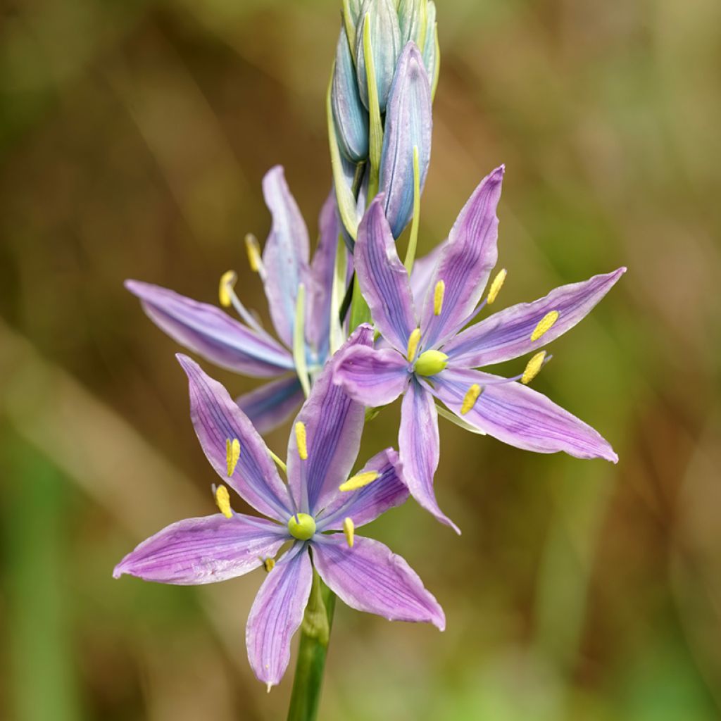 Camassia leichtlinii Aurora