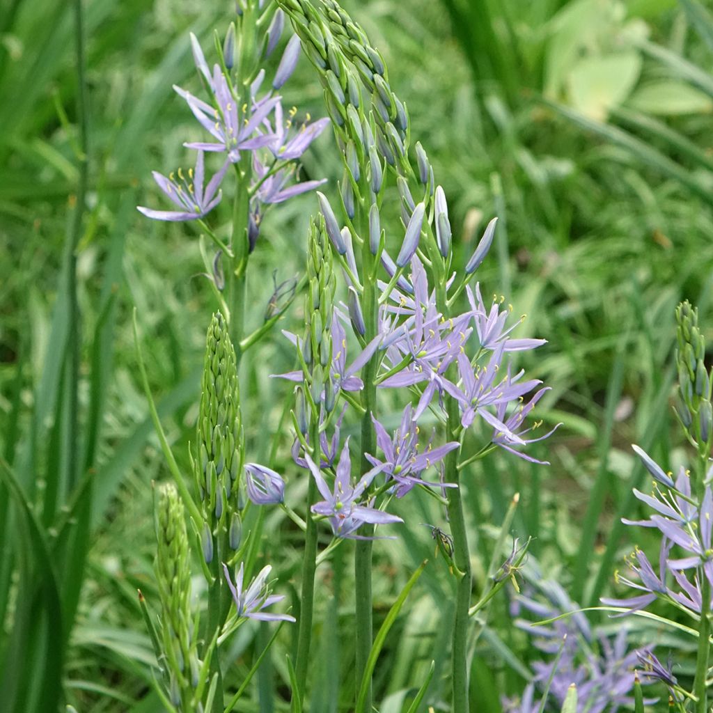 Camassia leichtlinii subsp. suksdorfii Caerulea