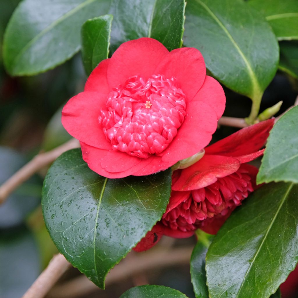 Camellia japonica Bobs Tinsie