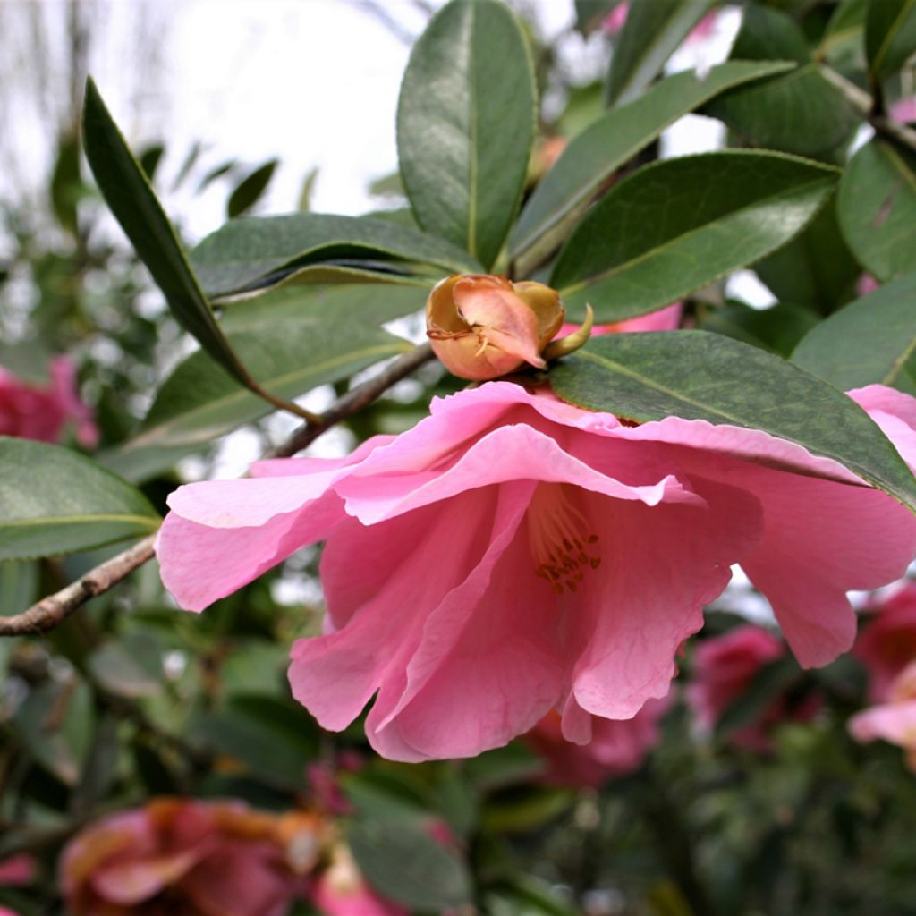 Camellia  williamsii Donation