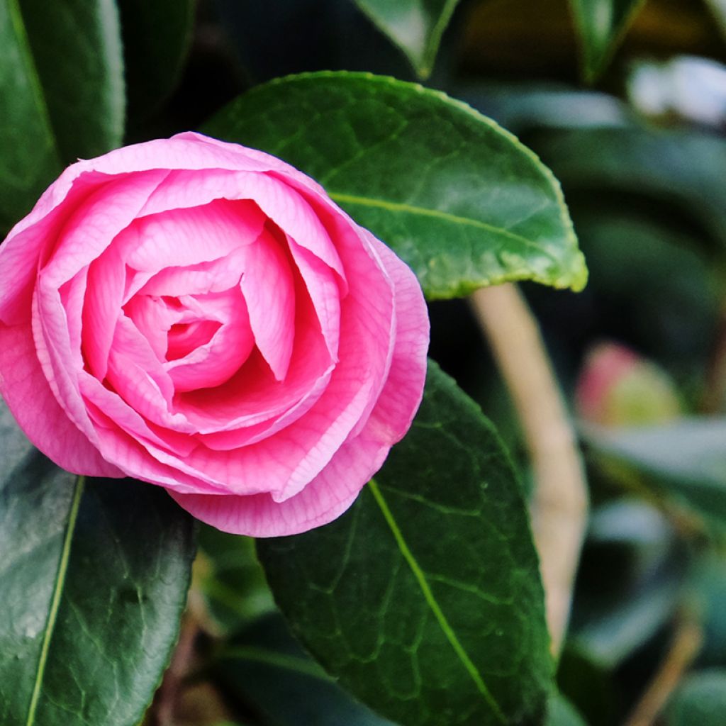 Camellia  williamsii Donation