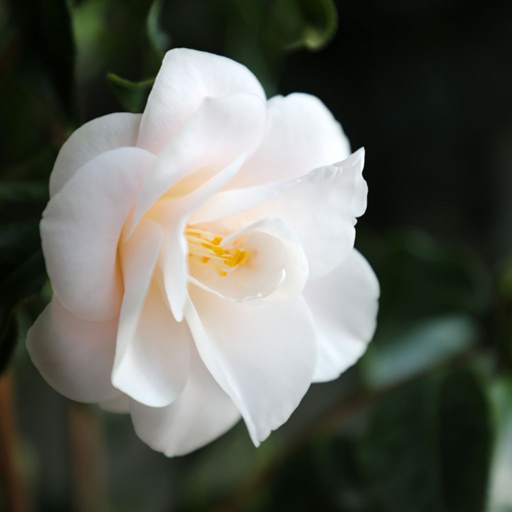 Camellia japonica Hagoromo