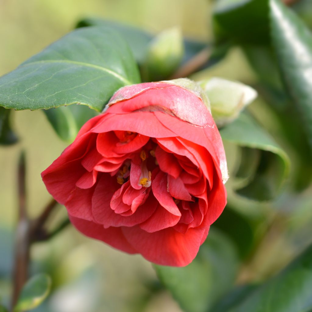 Camellia japonica Lady Campbell