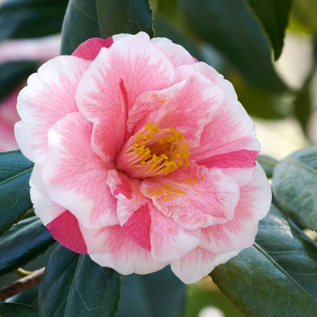 Camellia japonica Lady Vansittart