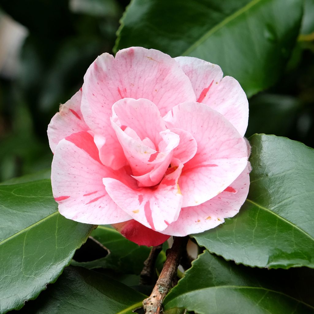 Camellia japonica Lady Vansittart