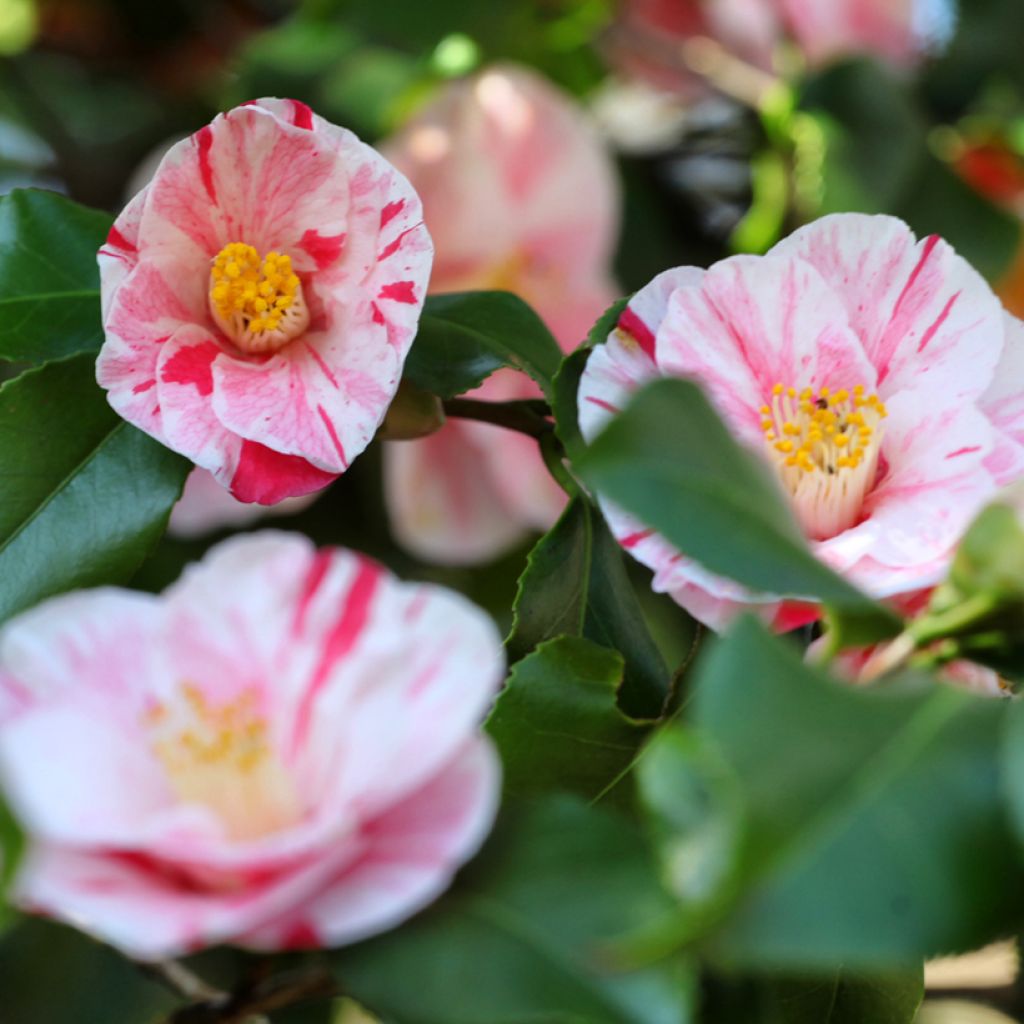 Camellia japonica Lavinia Maggi