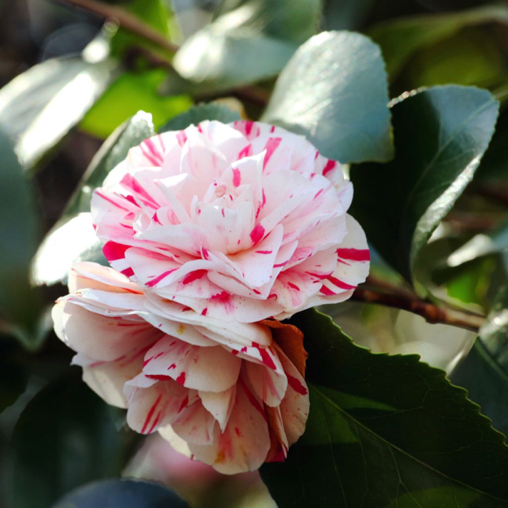 Camellia japonica Lavinia Maggi