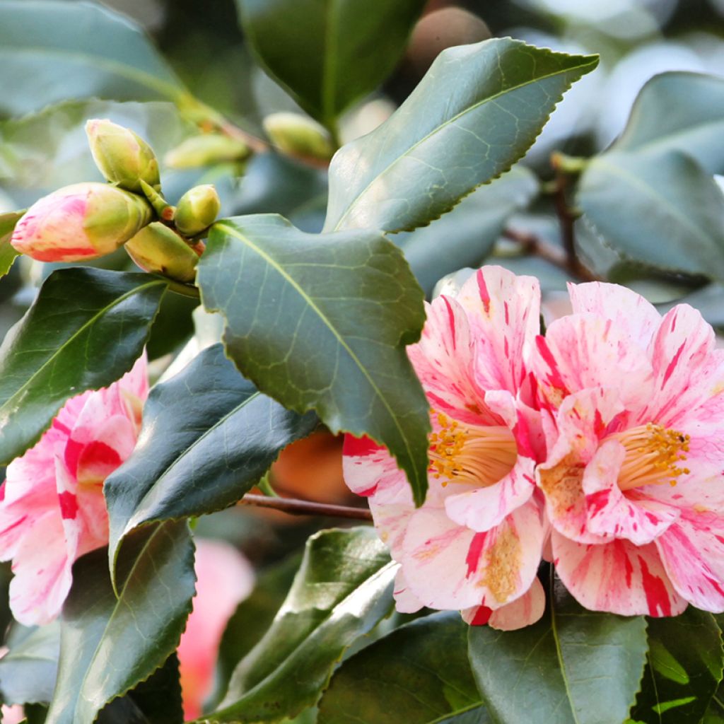 Camellia japonica Lavinia Maggi